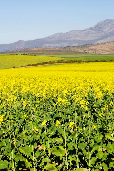 西ケープ州、南アフリカ共和国の花のフィールド — ストック写真