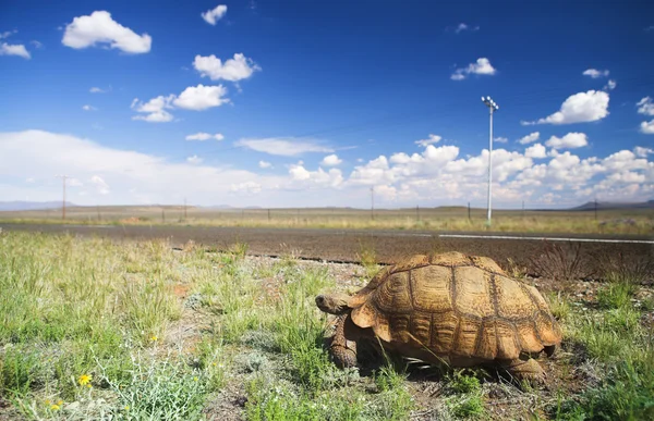 Africké želvy vedle silnice v karoo, Jižní Afrika — Stock fotografie