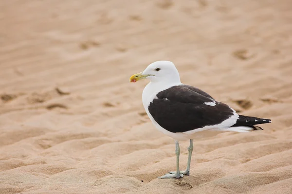 Gaviota — Foto de Stock