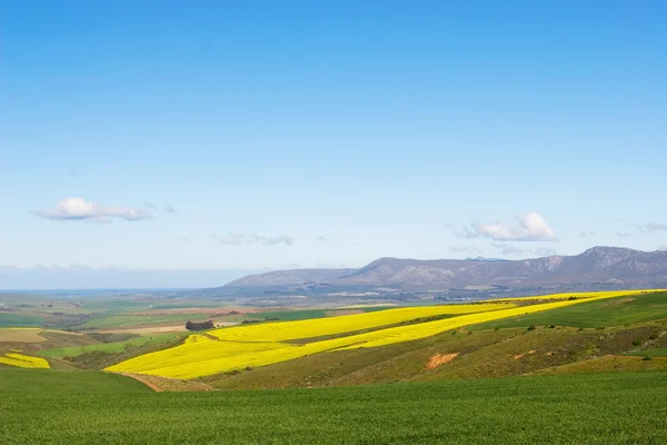 Blumenfeld in Westkap, Südafrika — Stockfoto