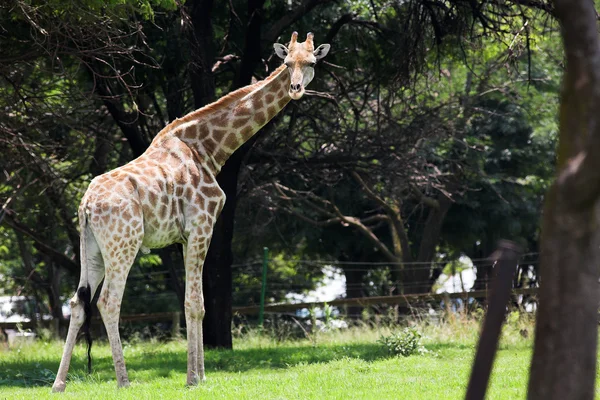 Única girafa de pé no veldt sob uma árvore sob a grama verde . — Fotografia de Stock