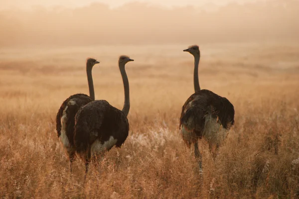 Struisvogels — Stockfoto