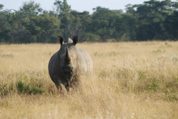 Rhinoceros — Stock Photo, Image