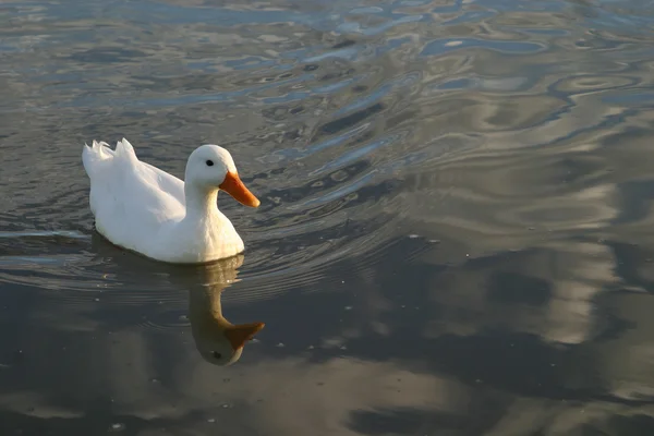 Canard blanc nageant dans un étang — Photo