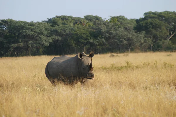 Rhinoceros — Stock Photo, Image