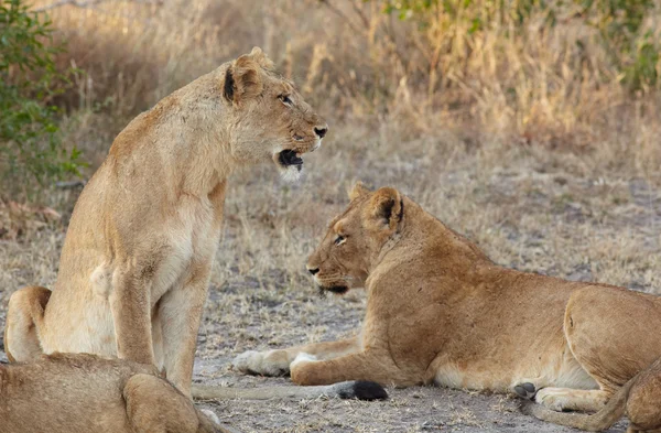 Jonge leeuwenwelpen rusten in de vroege ochtend licht na een nacht van de jacht in de Afrikaanse bush — Stockfoto