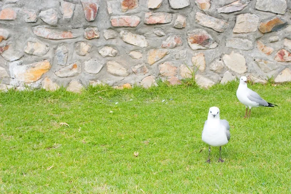 Seagulls sitting on grass — Stock Photo, Image