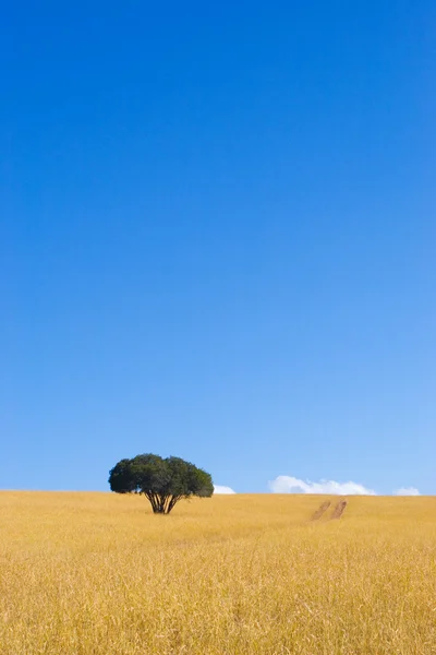 Single green tree in dry yellow grass with blue sky — Stock Photo, Image