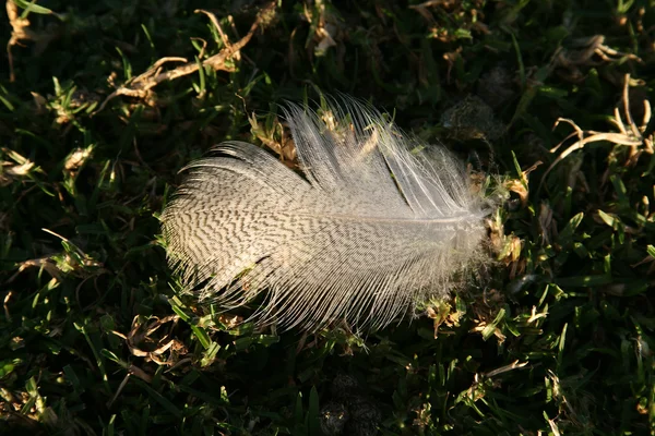 Pluma blanca en la hierba — Foto de Stock