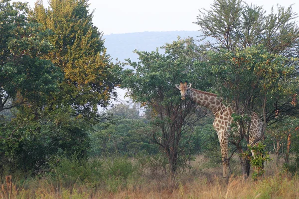 Girafa nos arbustos — Fotografia de Stock