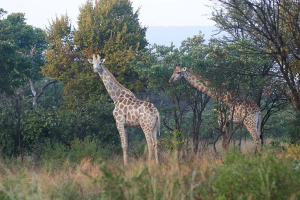 长颈鹿在灌木丛中 — 图库照片