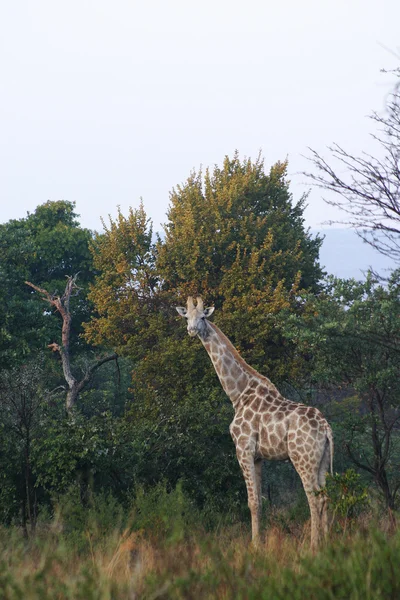Жираф в кустах — стоковое фото