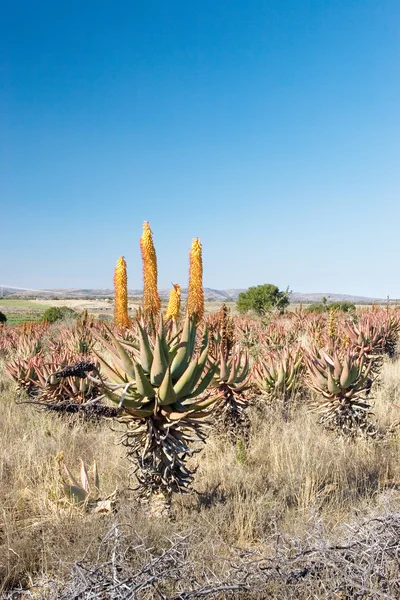 Kvetoucí aloe aloe pole v Jižní Africe — Stock fotografie