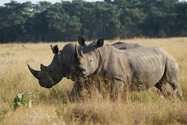 Two Rhinoceros — Stock Photo, Image