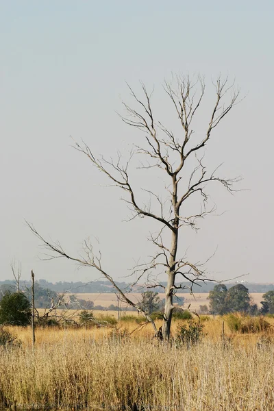 Árboles en un campo — Foto de Stock