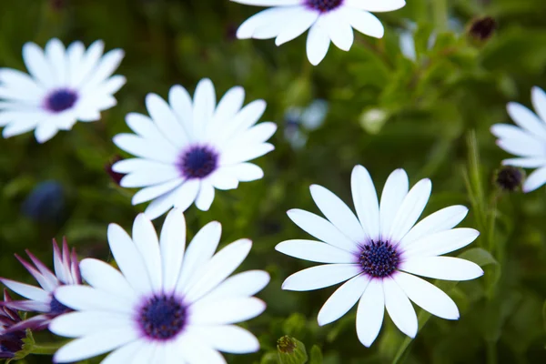 풀 속의 하얀 꽃들 — 스톡 사진