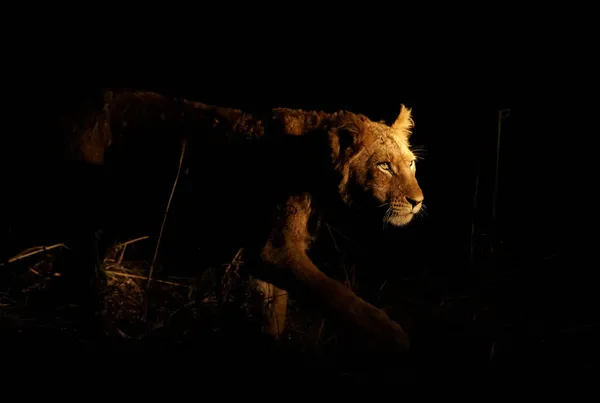 Young lioness stalking her prey on a night hunt — Stock Photo, Image