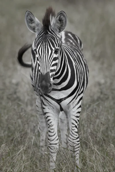 Bir çim alan tek başına duran genç bebek zebra — Stok fotoğraf