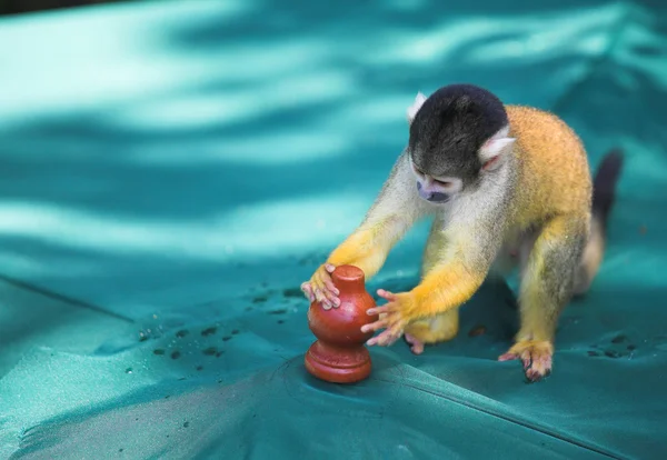 Kleiner Kapuzineraffe in Südafrika — Stockfoto