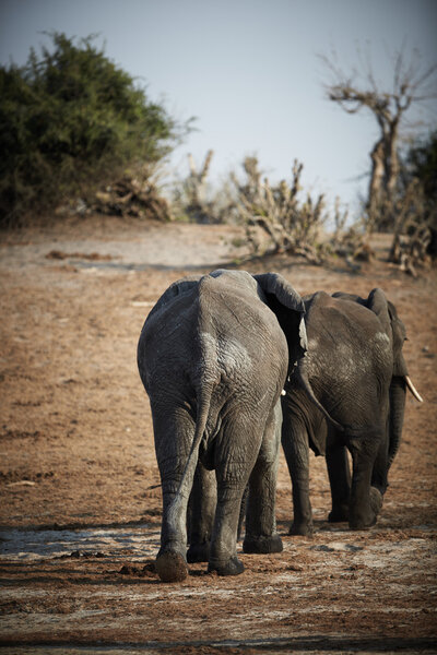 A herd of African elephants crossing the Chobe River in Botswana