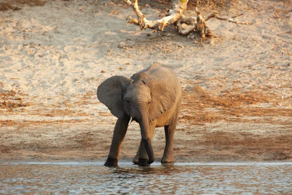 Una manada de elefantes africanos a orillas del río Chobe en Botsuana — Foto de Stock