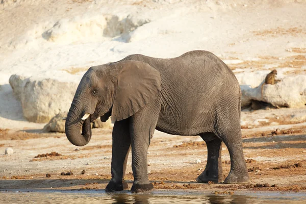 Una manada de elefantes africanos a orillas del río Chobe en Botsuana — Foto de Stock