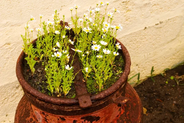 Flores brancas em um pote enferrujado — Fotografia de Stock