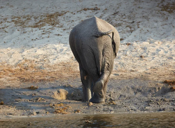 A herd of African elephants on the banks of the Chobe River in Botswana — Stock Photo, Image