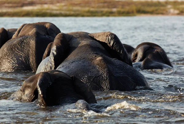 Eine Herde afrikanischer Elefanten am Ufer des Chobe-Flusses in Botswana — Stockfoto