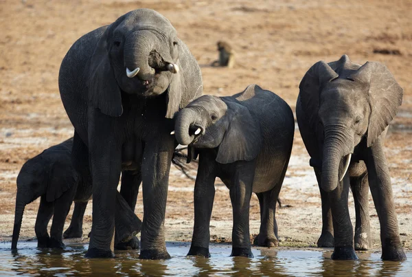 Una manada de elefantes africanos a orillas del río Chobe en Botsuana —  Fotos de Stock