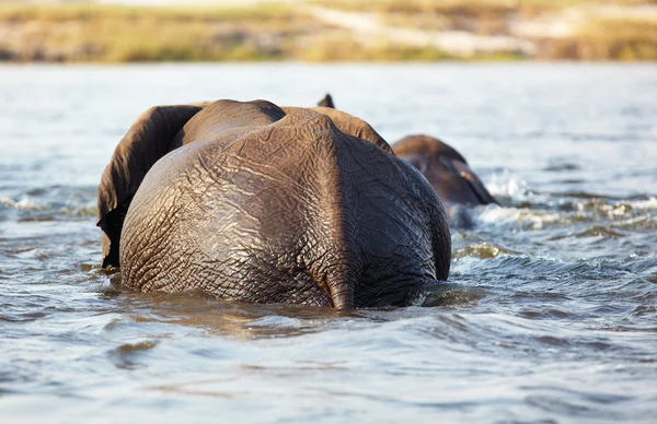 Eine Herde afrikanischer Elefanten — Stockfoto