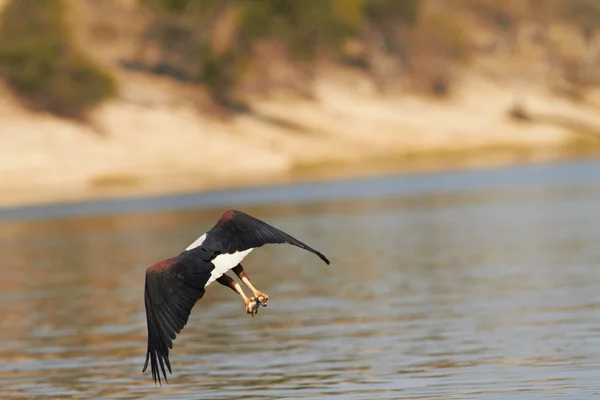 Cape Gull soaring over a beach — Stock Photo, Image