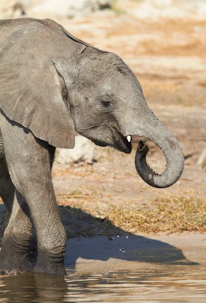 Afrikanische Elefanten — Stockfoto