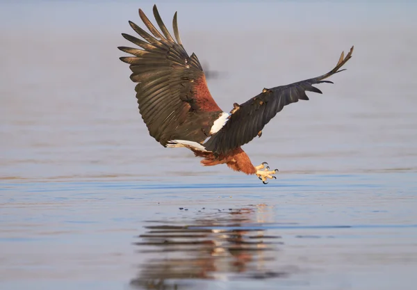 Fish eagle attempting to catch a fish — Stock Photo, Image