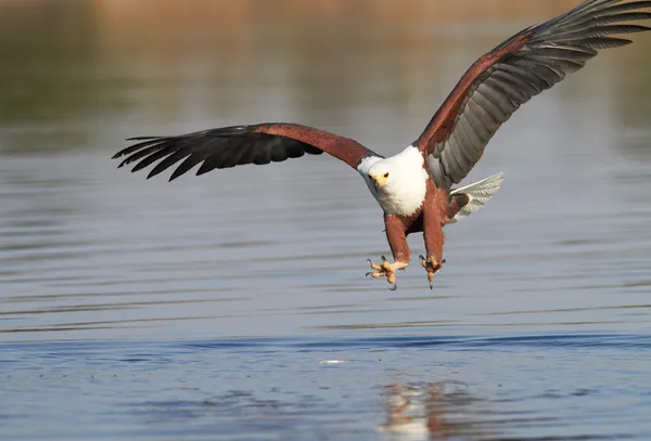 Águila pescadora intentando atrapar un pez — Foto de Stock