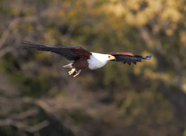 Águila pescadora intentando atrapar un pez en el río Chobe en Botswana, en el sur de África — Foto de Stock