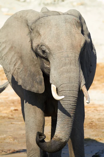 African Elephants — Stock Photo, Image