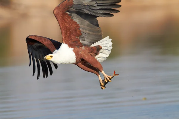 Águila pescadora atrapa un pez en el río Chobe en Botswana en el sur de África — Foto de Stock