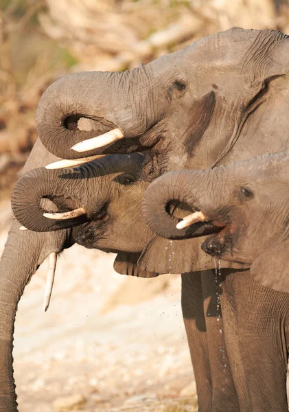 African Elephants — Stock Photo, Image