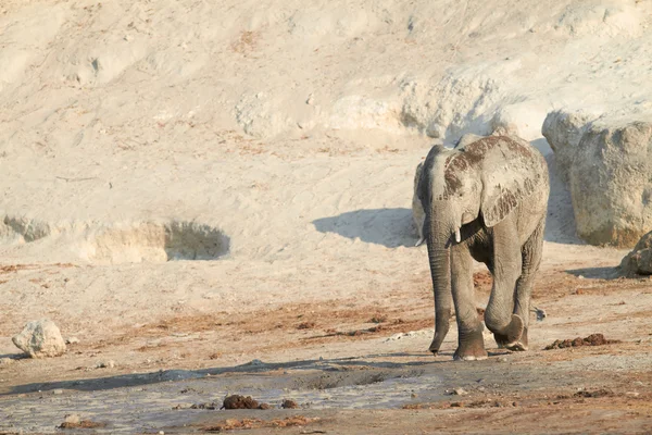 Elefante africano grande en las orillas — Foto de Stock