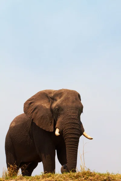 Elefantes africanos — Foto de Stock