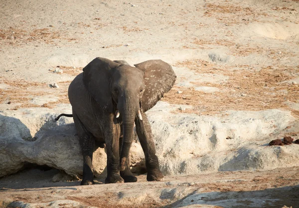 African Elephants — Stock Photo, Image