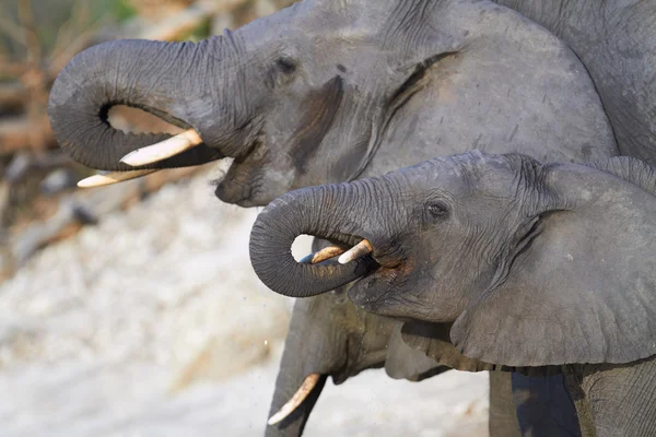 African Elephants — Stock Photo, Image