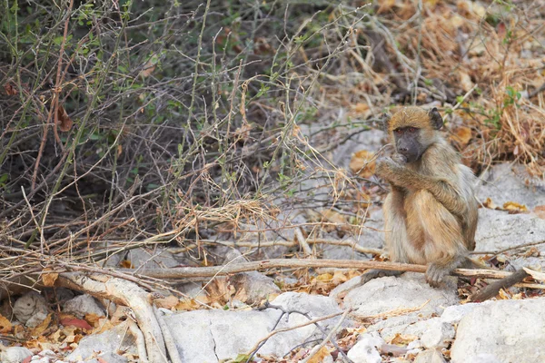 Chakma-Paviane in der Natur — Stockfoto