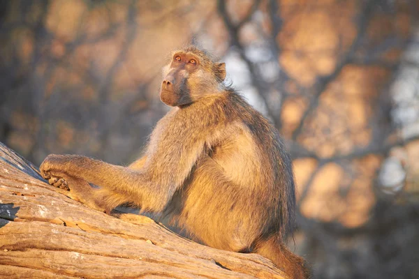 银行的南非大狒狒的在清晨日出 — 图库照片