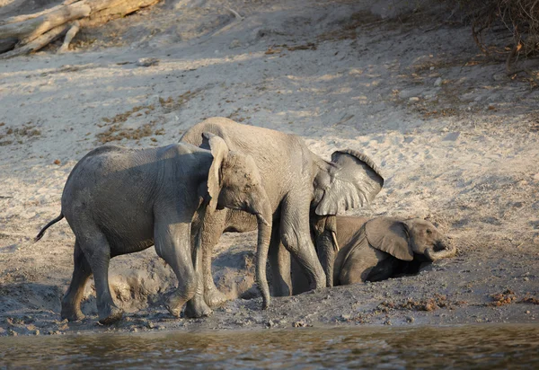 African Elephants — Stock Photo, Image