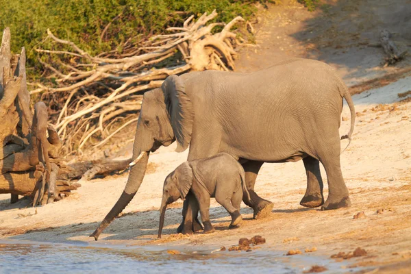 Elefantes africanos — Foto de Stock