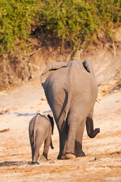 Elefantes africanos —  Fotos de Stock