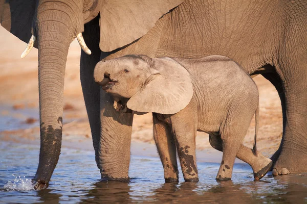 African Elephants — Stock Photo, Image