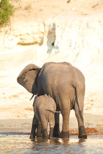 Elefantes africanos — Foto de Stock